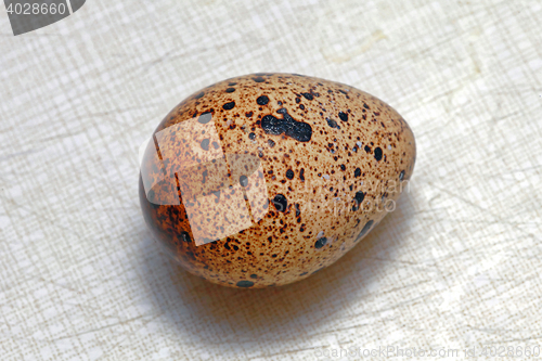 Image of Egg of Quail