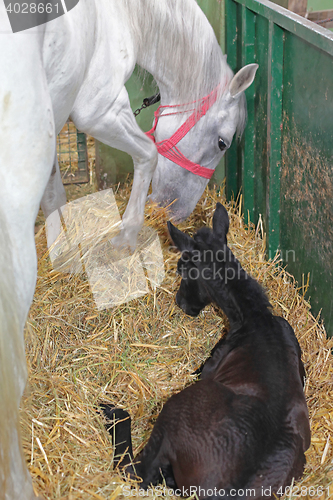 Image of Horse Mother and Foal