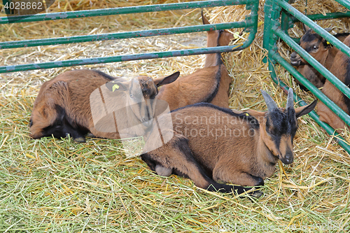 Image of Brown Goats