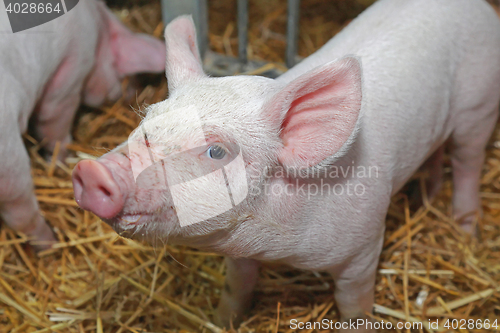 Image of Piglet