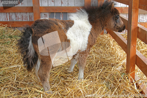 Image of Baby Pony