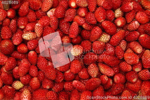 Image of Wild Strawberries