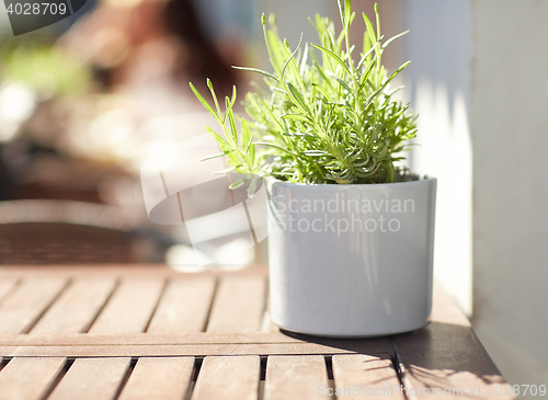 Image of green plant in flower pot on street cafe table