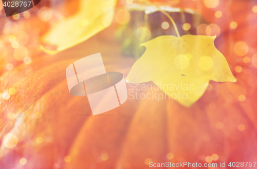 Image of close up of pumpkin and autumn leaves