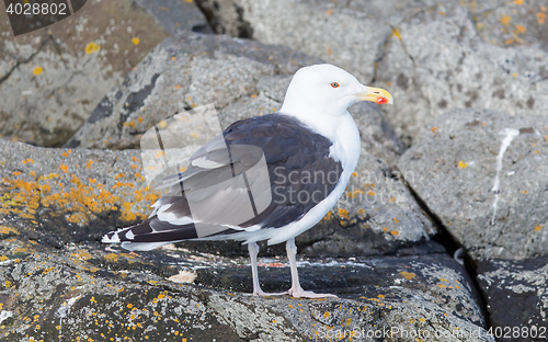 Image of Greater Black-backed Gull (Larus marinus)