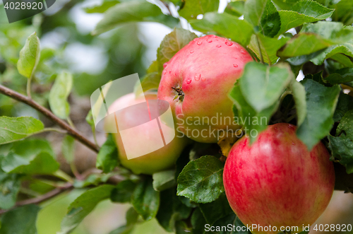 Image of one apple three
