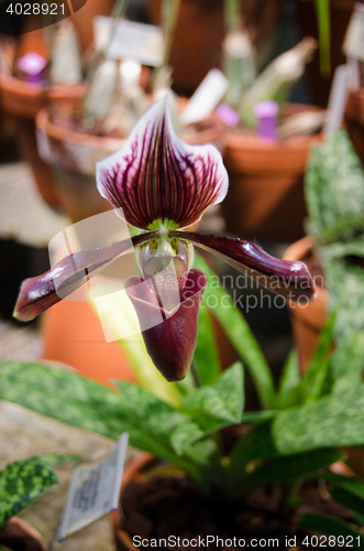 Image of Dark purple orchid