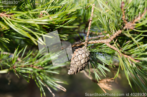 Image of pinecone in the three