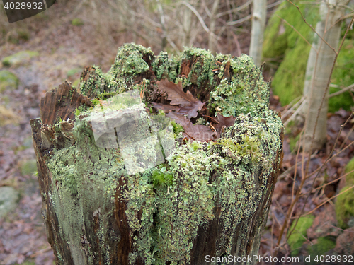 Image of one stump with plenty of green moss
