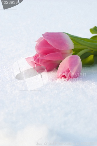 Image of Spring card with tulips in the snow