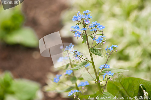 Image of forget-me-bush