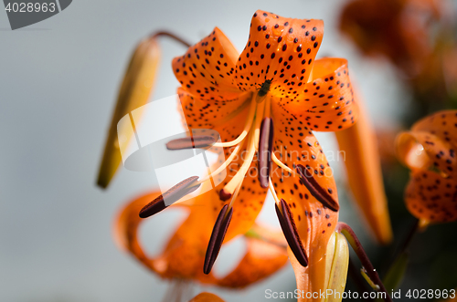 Image of one orange lovely flower from the family lily