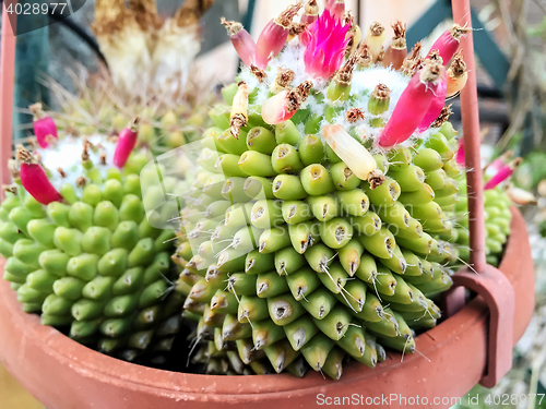 Image of Cactus