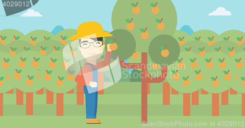 Image of Farmer collecting oranges vector illustration.