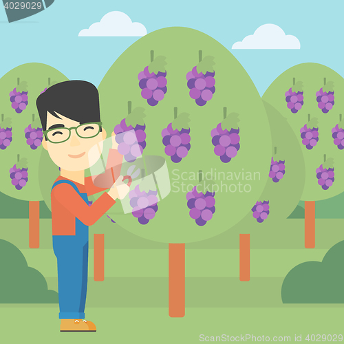 Image of Farmer collecting grapes vector illustration.