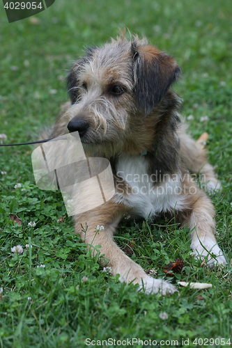 Image of Dog posing  in the grass