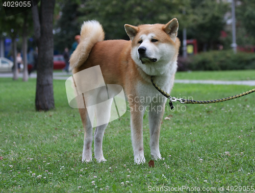 Image of Beautiful dog posing in public park
