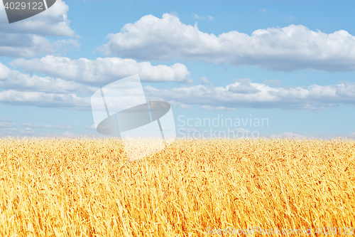 Image of golden wheat ear