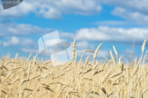 Image of golden wheat field