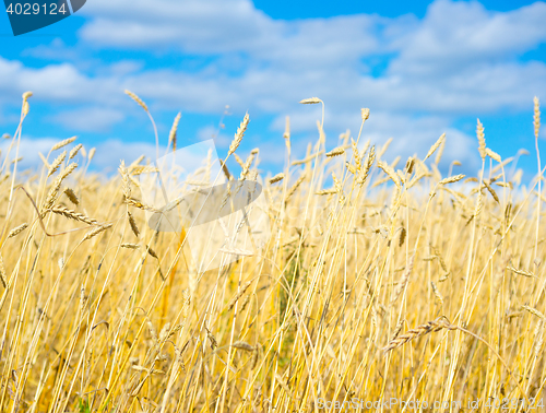 Image of golden wheat field