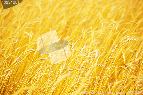 Image of golden wheat field