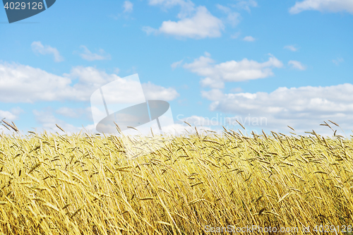 Image of golden wheat field