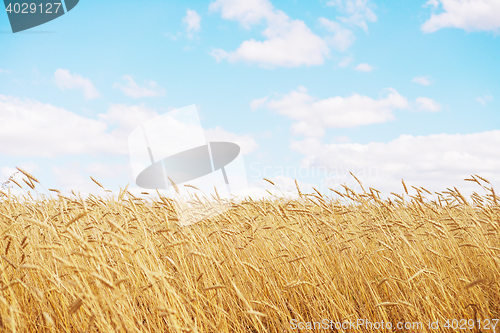 Image of golden wheat field