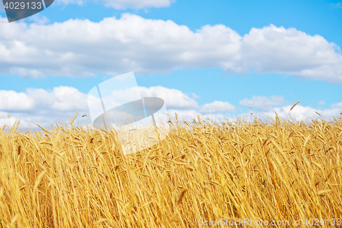 Image of golden wheat field