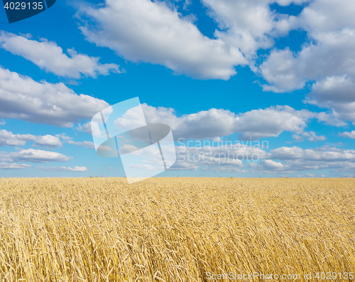 Image of golden wheat field