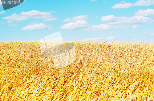 Image of golden wheat field