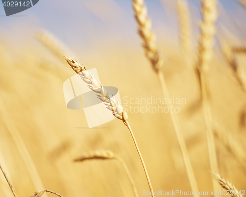 Image of golden wheat ear