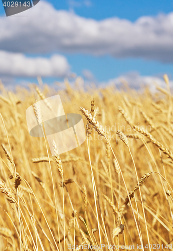 Image of golden wheat field