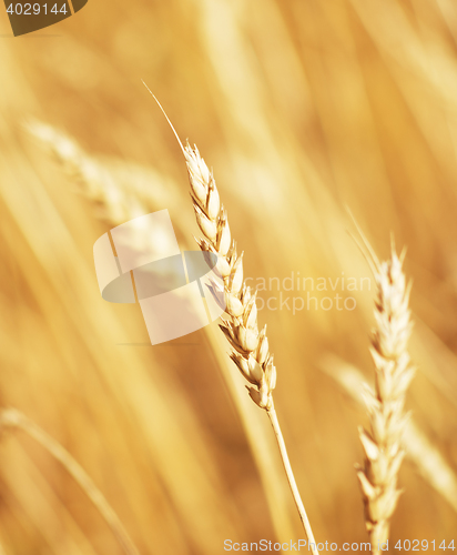 Image of golden wheat ear