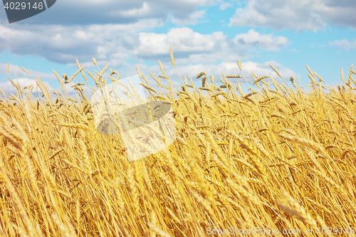 Image of golden wheat field