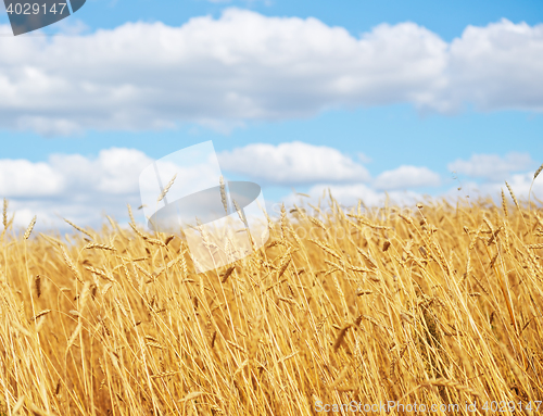 Image of golden wheat field