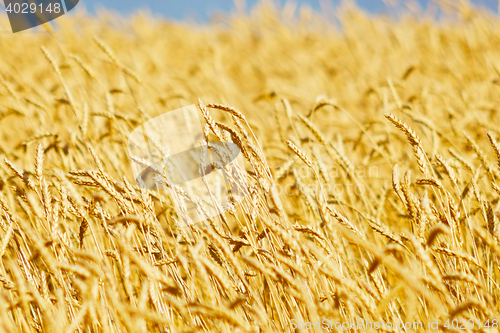 Image of golden wheat field