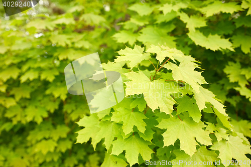 Image of close up of maple tree