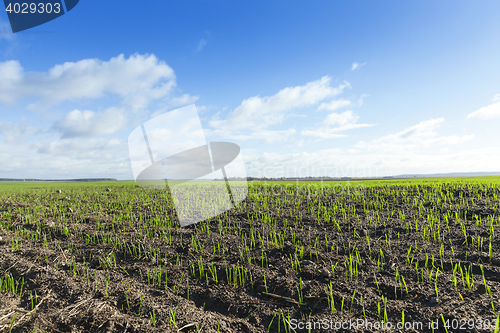 Image of field with young wheat