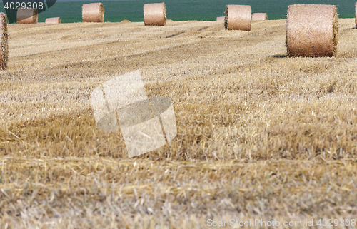 Image of gathering the wheat harvest