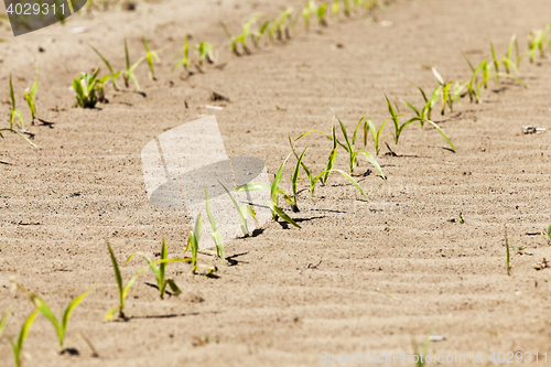 Image of close up of corn