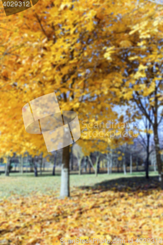 Image of autumn foliage , defocus