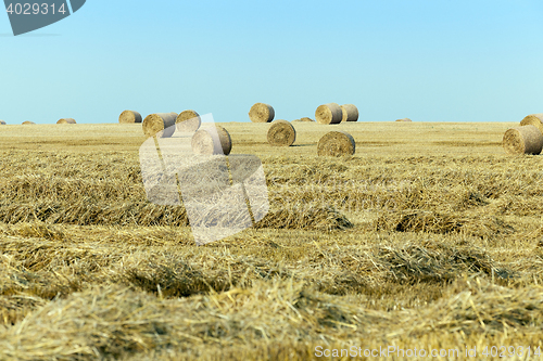 Image of haystacks in a field of straw