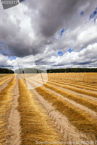Image of Flax field , autumn