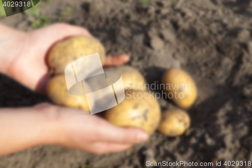 Image of Potatoes in hand