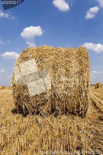 Image of the agricultural field