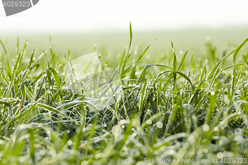 Image of young grass plants, close-up