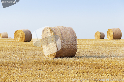 Image of stack of straw in the field