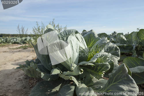 Image of green cabbage field