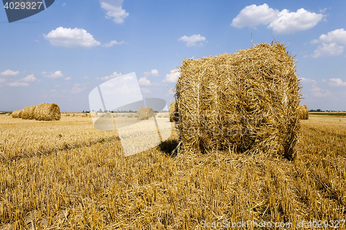 Image of haystacks straw , summer