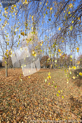 Image of birch trees in autumn